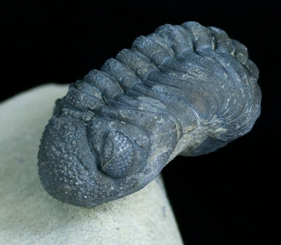 Very Bumpy and Detailed Phacops Trilobite #6119